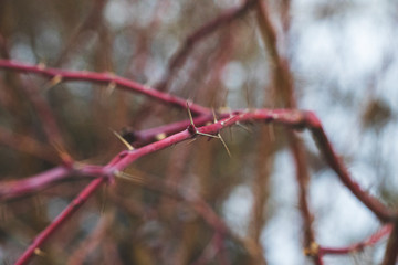 branch of a tree in winter