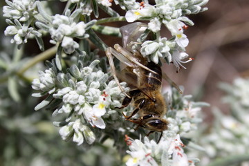 Bee became the prey of the white spider (Misumena vatia)
