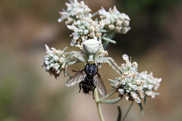 Fly became the prey of the white spider (misumena vatia)