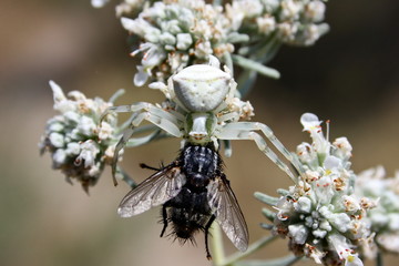 Fly became the prey of the white spider (misumena vatia)