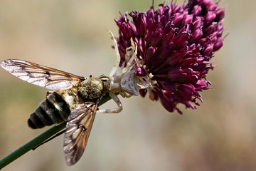 Long-nosed philoliche horsefly became the prey of the white spider (Misumena vatia)