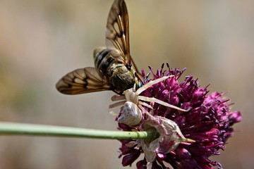 Long-nosed philoliche horsefly became the prey of the white spider (Misumena vatia)