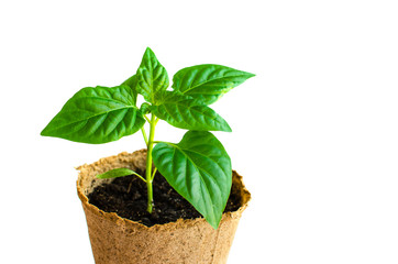 Paprica seedling in flowerpot. Gardening concept. Spring plant for gardening.