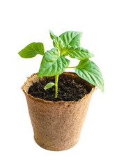 Paprica seedling in flowerpot. Gardening concept. Spring plant for gardening.