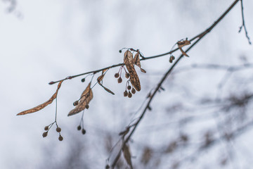 branch with snow