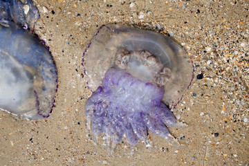 Sea washed up on the shore of a large dead jellyfish