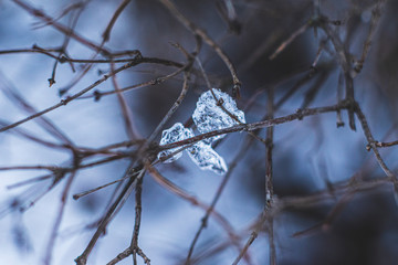 branch of a tree in winter