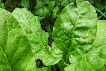 succulent green leaves with raindrops of fodder beets on a bed