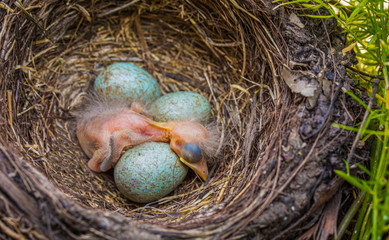 Naklejka na ściany i meble newborn baby blackbird in the nest. young bird newborn and eggs in the nest - Turdus merula. Common Blackbird