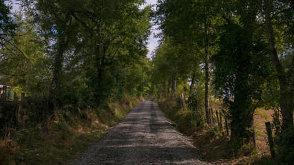 Fototapeta na wymiar road in forest