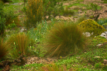 Bunch of ichu grass in Huascar&aacute;n National Park