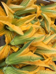Zucchini Bl&uuml;te Italien 