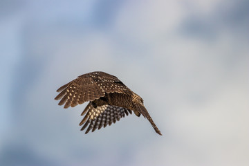 Northern Hawk Owl shot by Hagen Pflueger Photography. 24 Megapixel / 300dpi