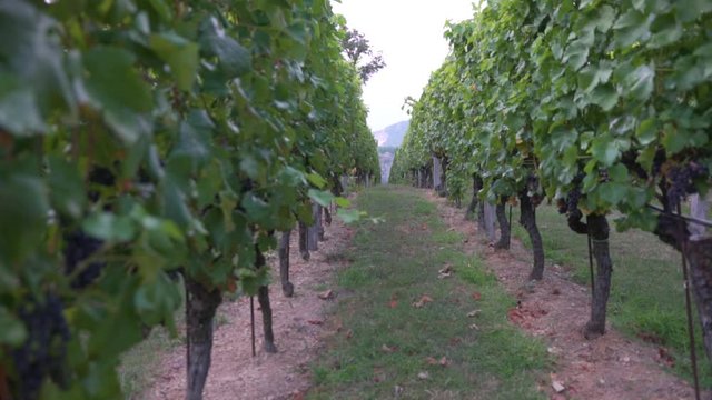 Grape Grove, view from the inside