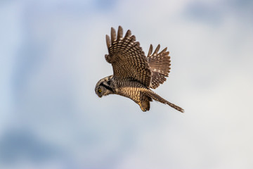 Northern Hawk Owl shot by Hagen Pflueger Photography. 24 Megapixel / 300dpi