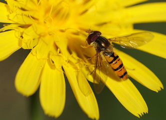 hoverfly on a yellow flower