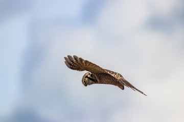 Northern Hawk Owl shot by Hagen Pflueger Photography. 24 Megapixel / 300dpi