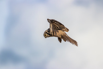 Northern Hawk Owl shot by Hagen Pflueger Photography. 24 Megapixel / 300dpi