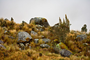 foggy meadow landscape with ichu grass in Huascarán National Park