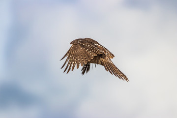 Northern Hawk Owl shot by Hagen Pflueger Photography. 24 Megapixel / 300dpi