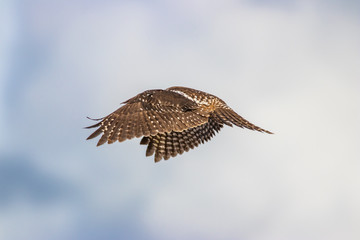 Northern Hawk Owl shot by Hagen Pflueger Photography. 24 Megapixel / 300dpi