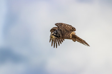 Northern Hawk Owl shot by Hagen Pflueger Photography. 24 Megapixel / 300dpi