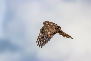 Northern Hawk Owl shot by Hagen Pflueger Photography. 24 Megapixel / 300dpi