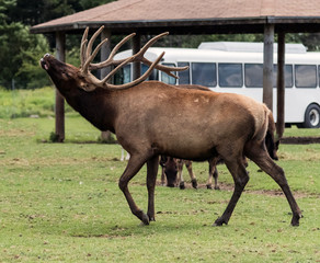 Barasingha Rucervus Duvaucelii or Swamp Deer in Hamilton Safari, Ontario, Canada