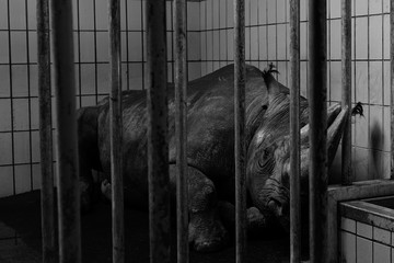 nashorn gefangen