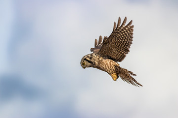 Northern Hawk Owl shot by Hagen Pflueger Photography. 24 Megapixel / 300dpi