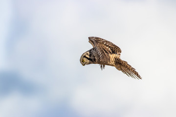 Northern Hawk Owl shot by Hagen Pflueger Photography. 24 Megapixel / 300dpi