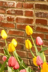 Fototapeten Tulpen Tulips on the Red Brick Wall  © Chris