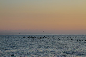 beautiful dawn on the sea, flight of ducks over the sea, ducks fly at dawn over the sea.