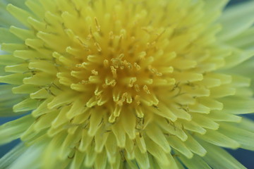 Closeup of yellow dandelion