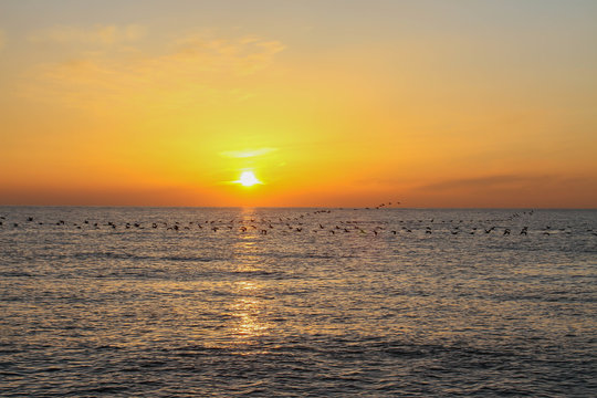 beautiful dawn on the sea, flight of ducks over the sea, ducks fly at dawn over the sea. © Irina