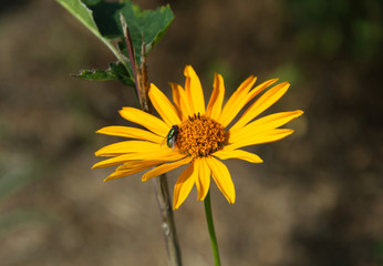 Yellow Mexican sunflower on a sunny summer afternoon