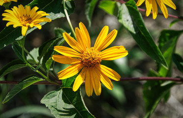 Yellow Mexican sunflower on a sunny summer afternoon