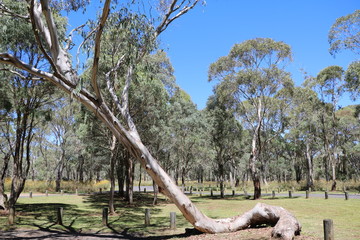 Fototapeta premium Guy Fawkes River National Park, New South Wales Australia