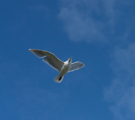 seagull flying in the sky