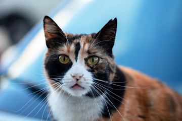stray cat photo, colorful cat