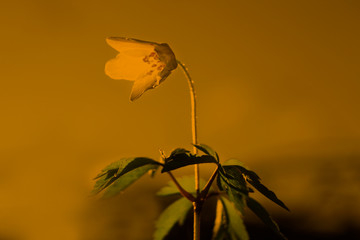 First spring flower wood Anemone.
