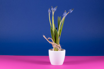 Grape hyacinths in a white flowerpot in front of blue background