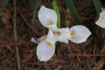 Fototapeta na wymiar white flower closeup