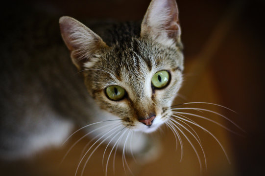 Gatinha Images Browse 122 Stock Photos Vectors And Video Adobe Stock