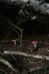 Switzerland Mushrooms