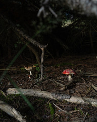 Switzerland Mushrooms