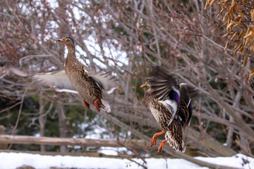 Duck. Mallard duck in flight.Natural scene from wisconsin conservation area.