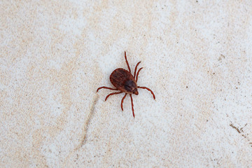 A dangerous parasite and infection carrier mite