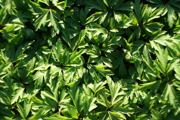 Anemona flowers leaves as a background.
