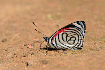 Fototapeta na wymiar Butterfly eighty eight feeding on the dirt floor